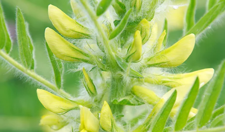 Astragalus: Çeşitli sağlık özelliklerine sahip eski bir şifalı bitki