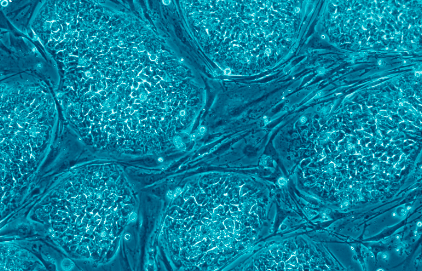 Cellule staminali: una svolta per le cure antietà nel 2023?