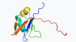 Una ricerca innovativa rivela i molteplici ruoli della proteina TDP-43 nella salute del cervello