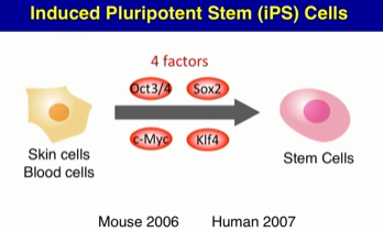 שיניה יאמאנקה, תכנות מחדש של תאים - גורמי יאמאנקה