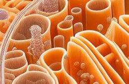 ミトコンドリアにおけるエネルギー産生の機能不全：エネルギー、細胞機能の低下、老化とのゴルディアン的な関係