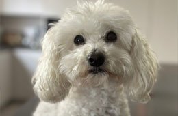 あなたの親友に永遠に生きてもらいましょう