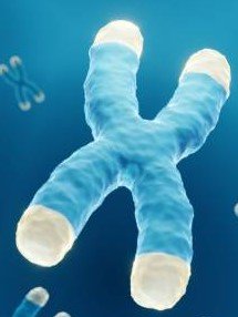 What are telomeres?