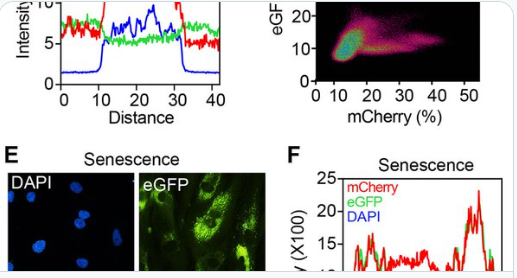 Una combinazione di 3 farmaci può invertire l’invecchiamento!